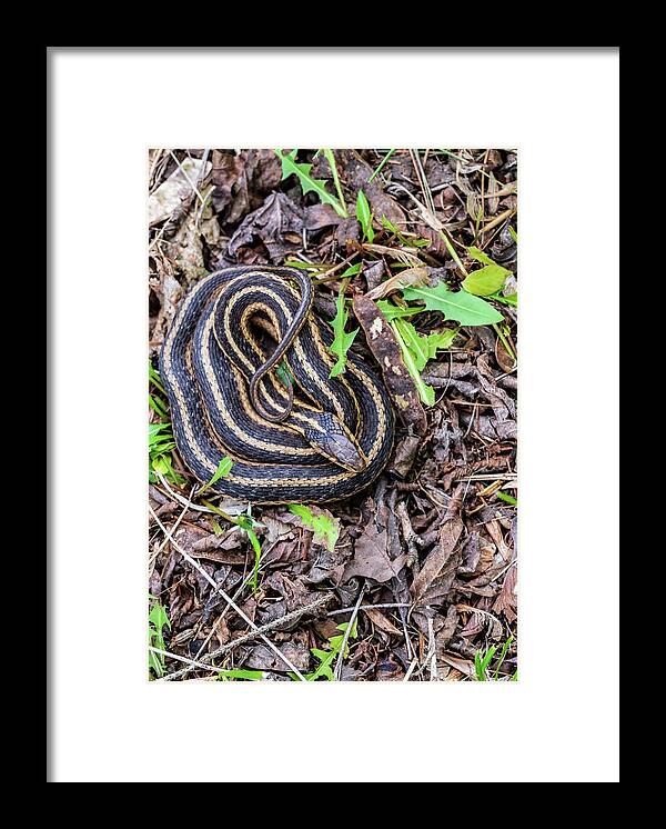 Animals Framed Print featuring the photograph Wildlife Photography - Snake In The Garden by Amelia Pearn