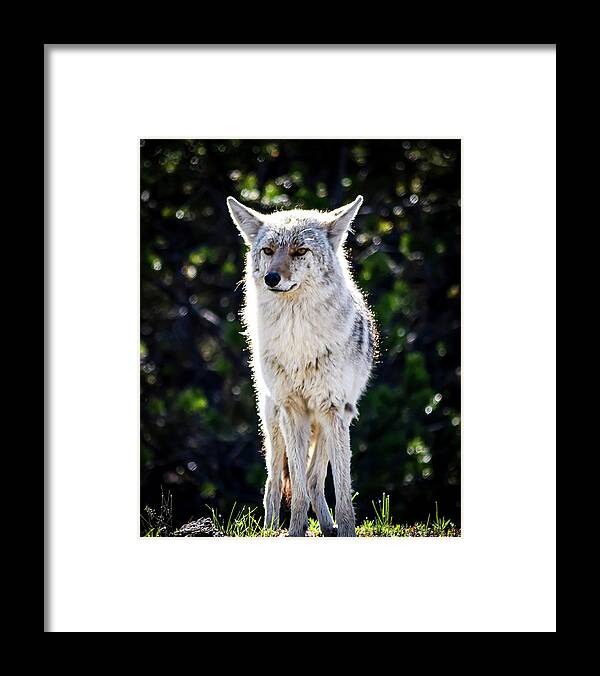 Wildlife Photography Framed Print featuring the photograph Wildlife Yellowstone Photography 20180520-150 by Rowan Lyford