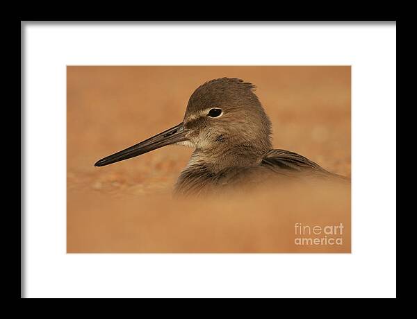 Birds Framed Print featuring the photograph Willet Concealed by John F Tsumas
