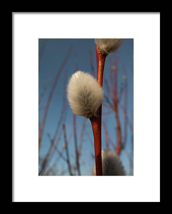 Spring Framed Print featuring the photograph Willow Catkin by Karen Rispin