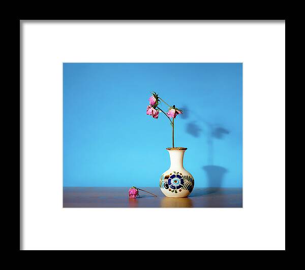 Still Life Framed Print featuring the photograph Wilted roses against blue by Alessandra RC