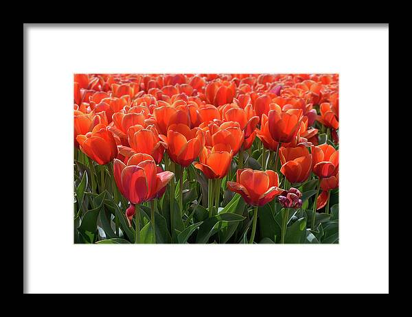 Tulip Framed Print featuring the photograph Wilting Orange Tulips by Maria Meester