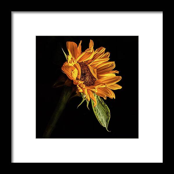 Black Background Framed Print featuring the photograph Wilting Sunflower #1 by Kevin Suttlehan