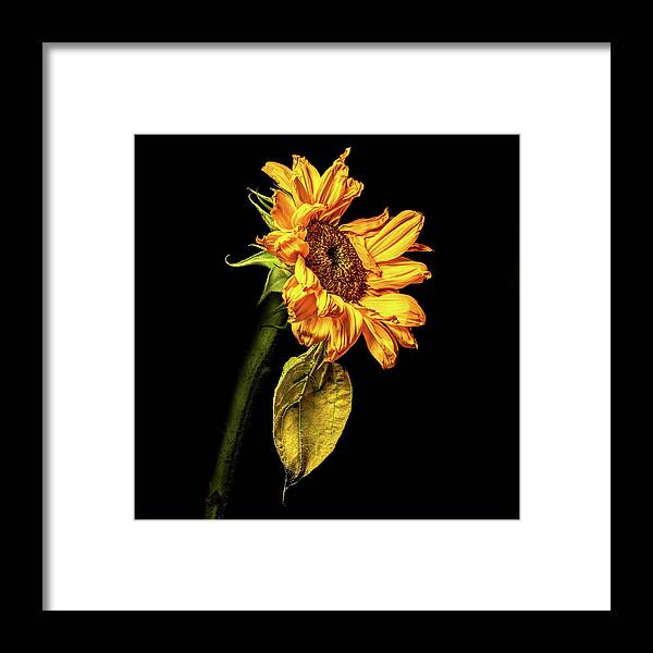 Black Background Framed Print featuring the photograph Wilting Sunflower #3 by Kevin Suttlehan