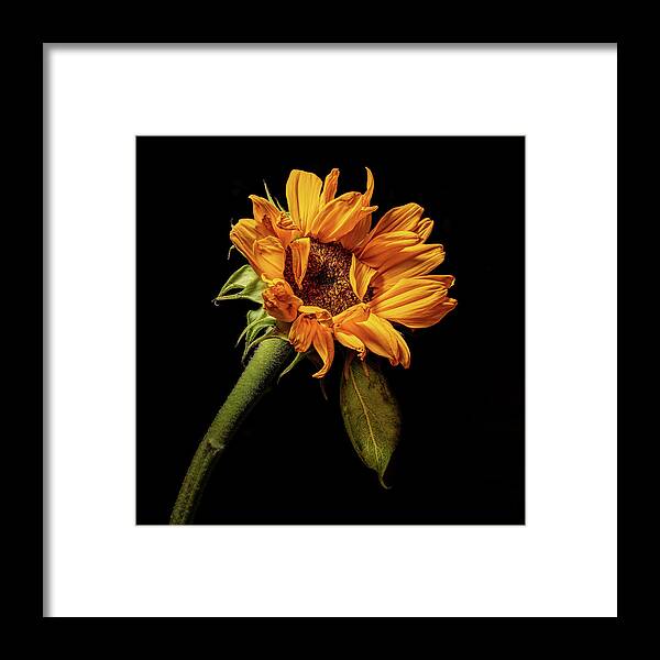 Black Background Framed Print featuring the photograph Wilting Sunflower #4 by Kevin Suttlehan