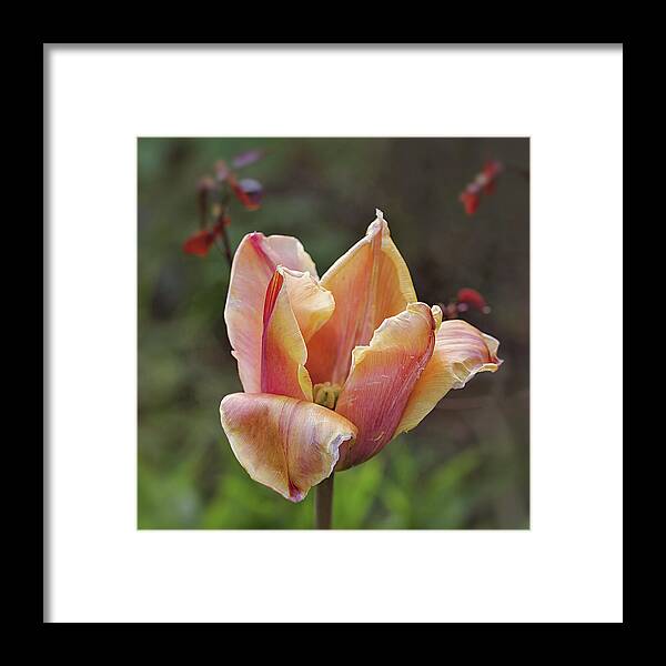 Wilting Framed Print featuring the photograph Wilting Tulip by Maria Meester
