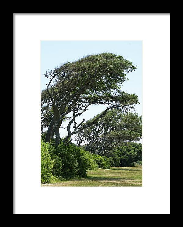  Framed Print featuring the photograph Wind Blown by Heather E Harman