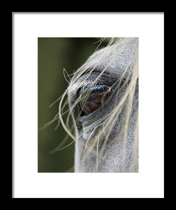 Horse Framed Print featuring the photograph Window of the Soul by M Kathleen Warren