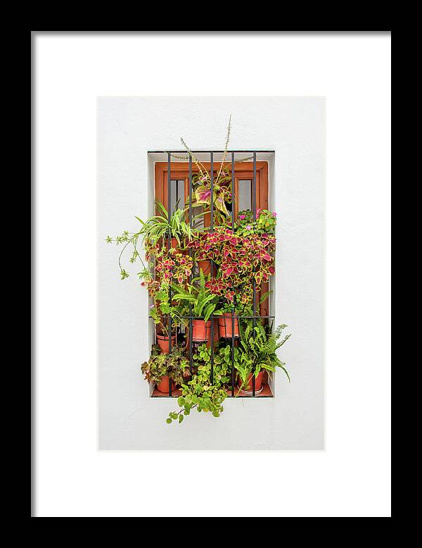 Spain Framed Print featuring the digital art Window plants painted photo by Naomi Maya