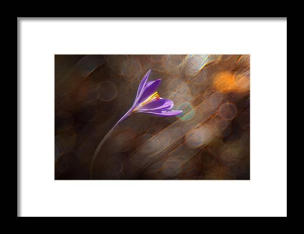 Wind Framed Print featuring the photograph Wind's flower by Edoardogobattoni.net