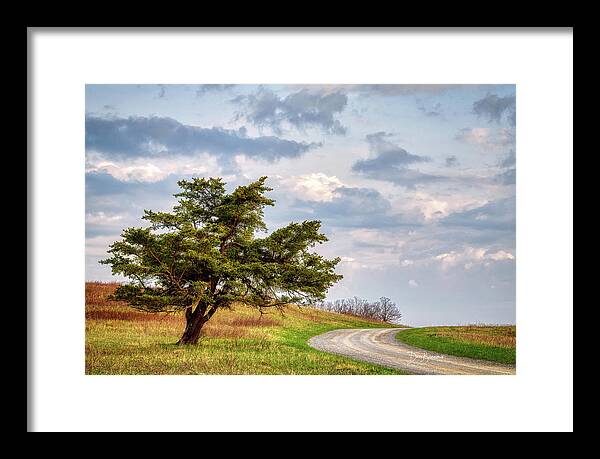 Big Meadows Framed Print featuring the photograph Windswept #1028 by Dan Beauvais
