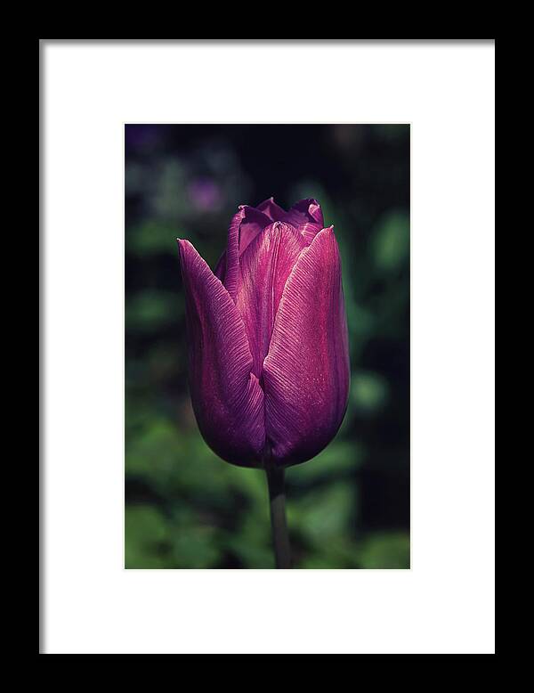 Tulip Framed Print featuring the photograph Wine Red Tulip by Maria Meester