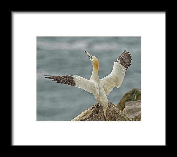 Wing Flap Framed Print featuring the photograph Wing Flap by CR Courson