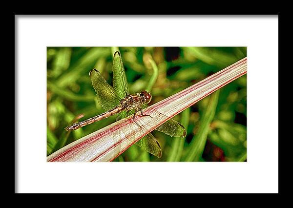 Dragonfly Framed Print featuring the photograph Winged Dragon by Bill Barber