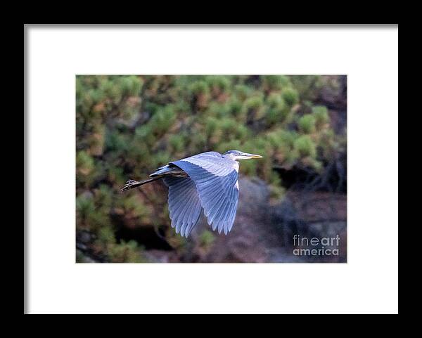 Blue Heron Framed Print featuring the photograph Wings Down Great Blue Heron by Steven Krull