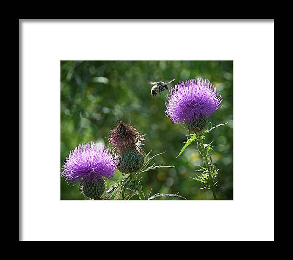 Flowers Framed Print featuring the photograph Wings near the Platte by Jeff White