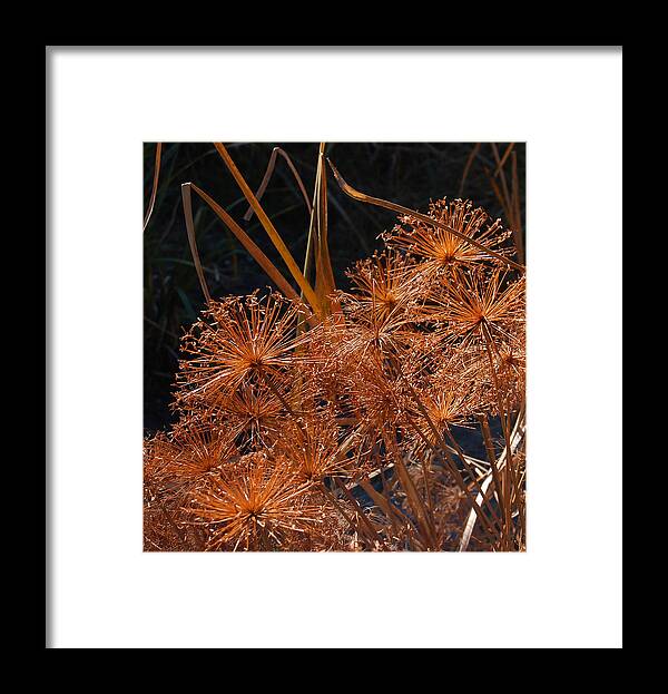 Allium Framed Print featuring the photograph Winter Beauty by Suzanne Gaff