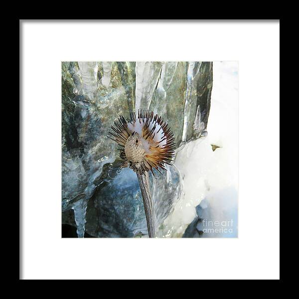 Winter Framed Print featuring the photograph Winter Botanical 18 by Amy E Fraser