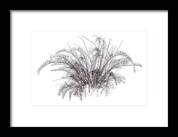 Winter Bouquet Winter Framed Print featuring the photograph Winter bouquet. by Rob Huntley