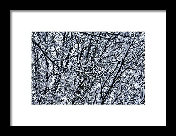 Snow Storm Framed Print featuring the photograph Winter Branches 2019 by Thomas Woolworth