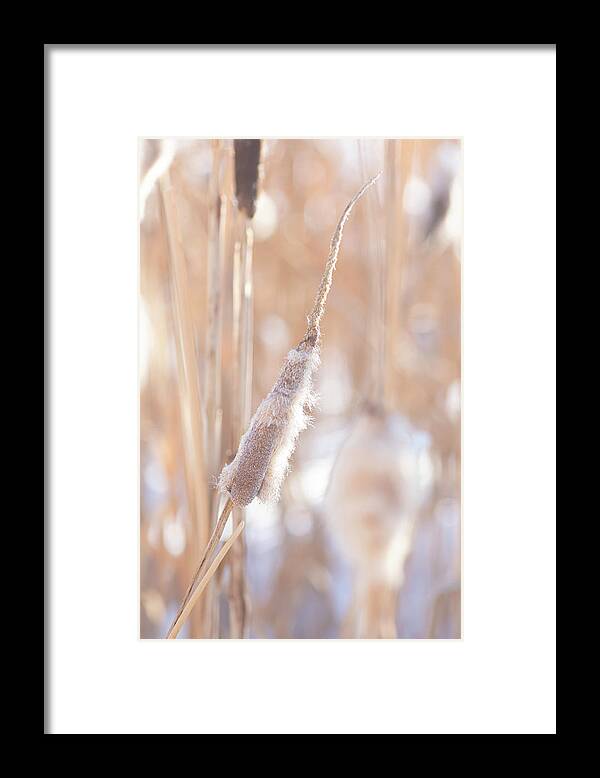 Winter Framed Print featuring the photograph Winter Cattails by Karen Rispin
