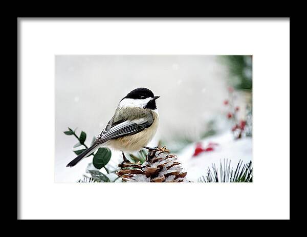 Bird Framed Print featuring the photograph Winter Chickadee by Christina Rollo