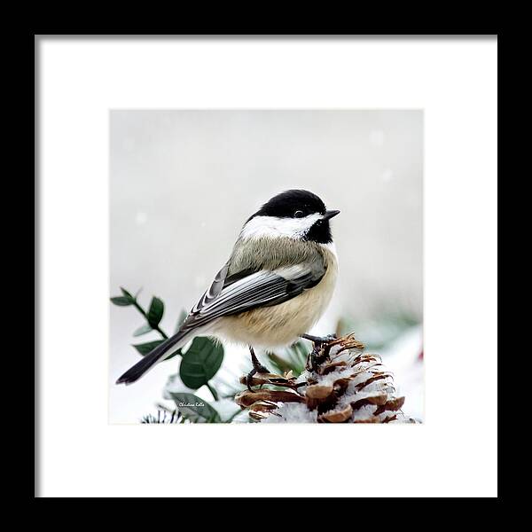 Winter Framed Print featuring the photograph Winter Chickadee Square by Christina Rollo