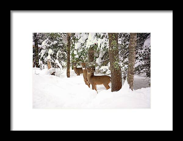 Winter Deer In The Woods Framed Print featuring the photograph Winter Deer in the Woods by Gwen Gibson