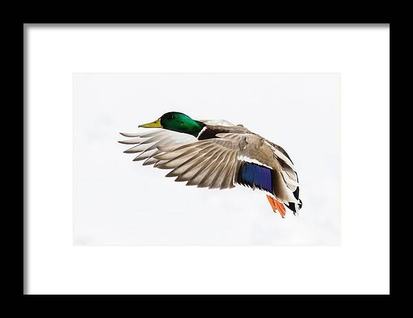 Anas Framed Print featuring the photograph Winter Drake by Mircea Costina Photography