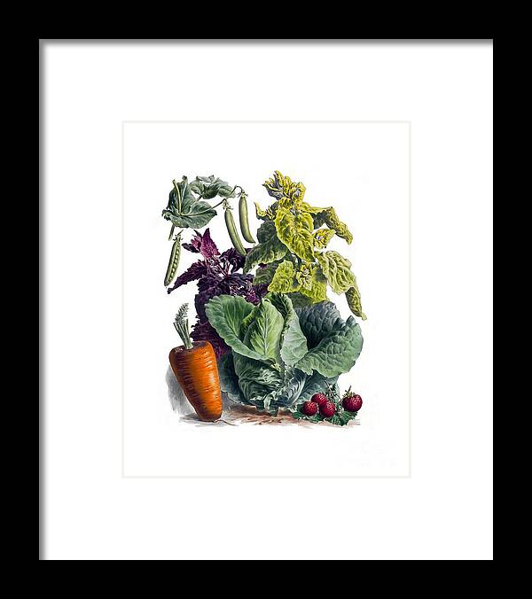 Vegetables Framed Print featuring the digital art Winter Harvest by Madame Memento