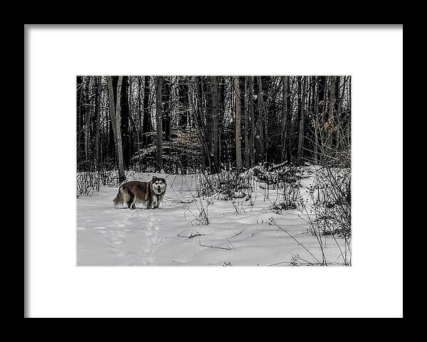  Framed Print featuring the photograph Winter Hike by Brad Nellis