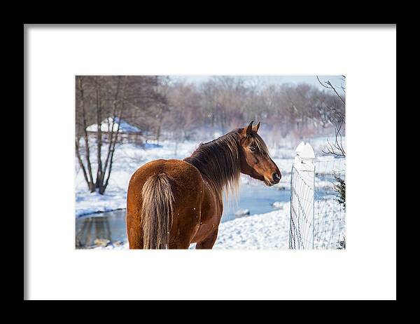 Horse Framed Print featuring the photograph Winter Horse by J. MacNeill-Traylor