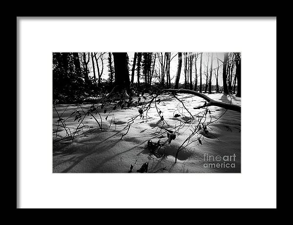 Winter Framed Print featuring the photograph Winter in the Forest by Elisabeth Derichs