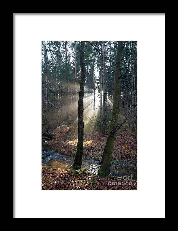 Winter Framed Print featuring the photograph Winter light in the forest 2 by Adriana Mueller