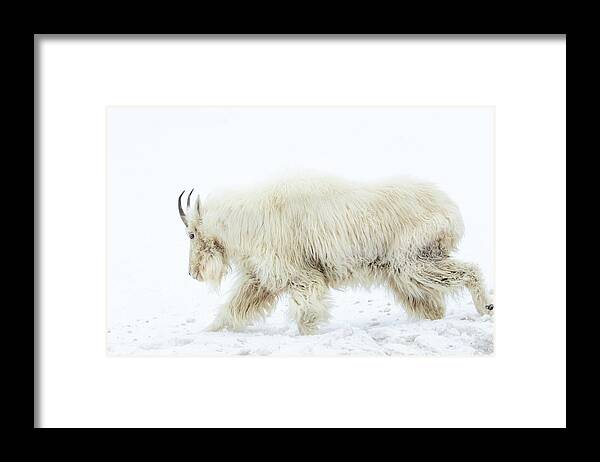 Mountain Goat Framed Print featuring the photograph Winter Mountain Goat by Wesley Aston