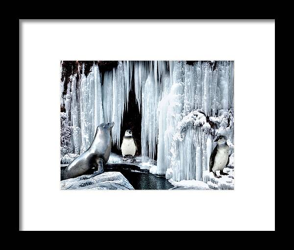 Penguins Framed Print featuring the photograph Winter Playground by Pennie McCracken
