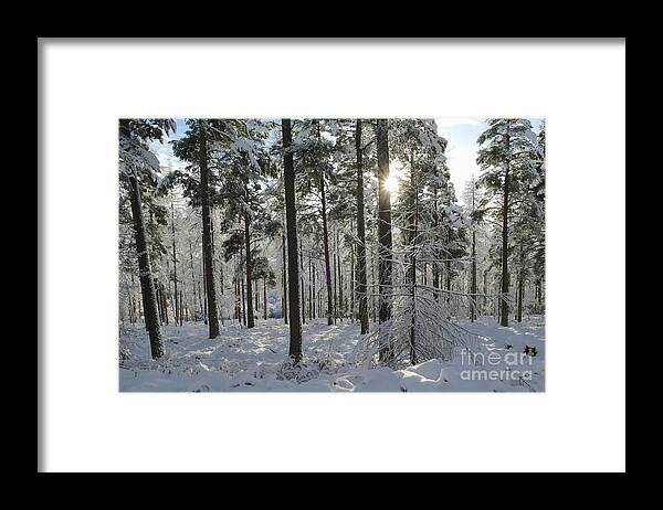 Sun Framed Print featuring the photograph Winter Sun in the Forest by Phil Banks
