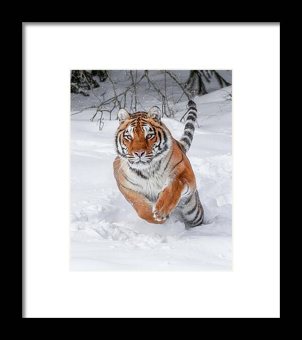 Winter Tiger Framed Print featuring the photograph Winter Tiger by Wes and Dotty Weber