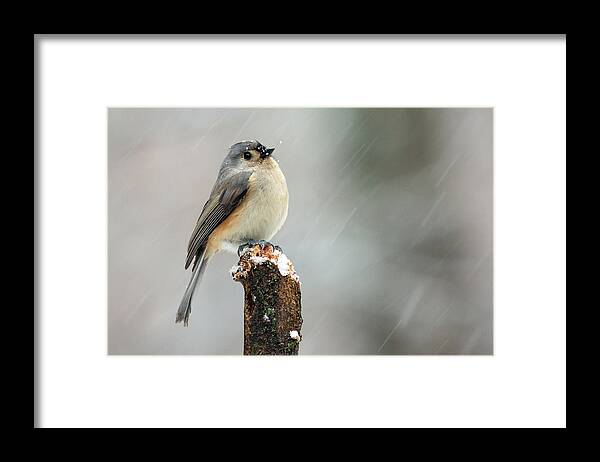 Nature Framed Print featuring the photograph Winter Titmouse by Gina Fitzhugh