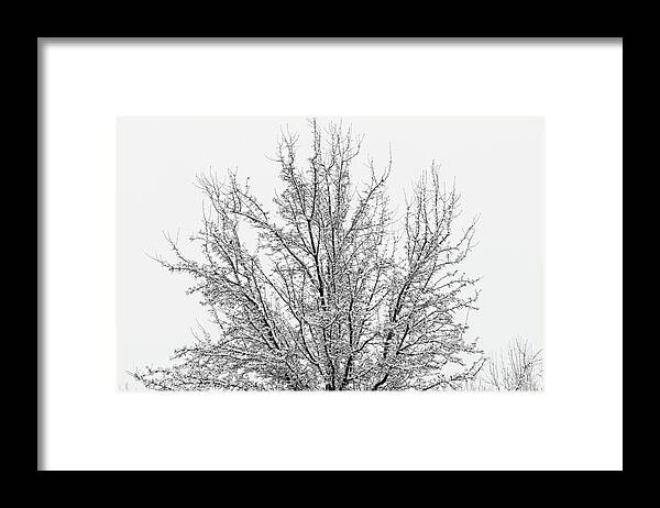Snow Framed Print featuring the photograph Winter tree by Ron Roberts