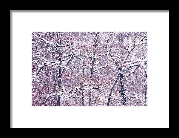 Trees Framed Print featuring the photograph Winter Trees, Burghausen by Alexander Kunz