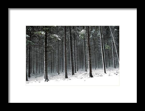 Woods Framed Print featuring the photograph Winter Woods by Robert Dann