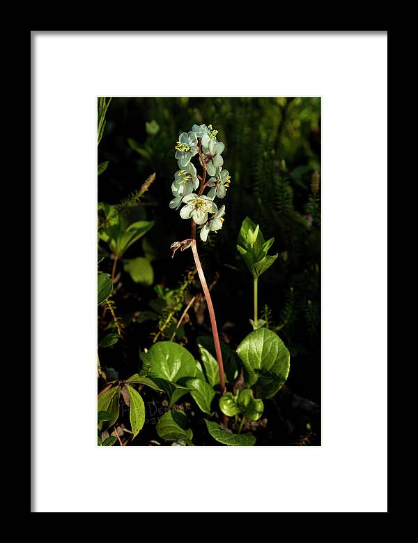 Alaska Framed Print featuring the photograph Wintergreen by Fred Denner