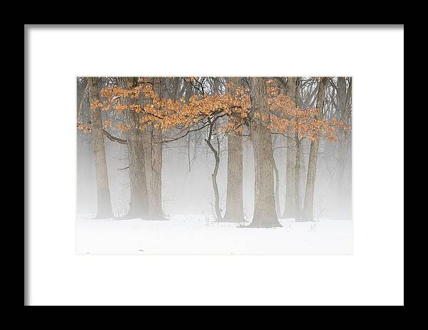 Winter Framed Print featuring the photograph Winter's End by Forest Floor Photography