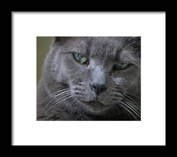 Cat Framed Print featuring the photograph Wise Old Cat by M Kathleen Warren