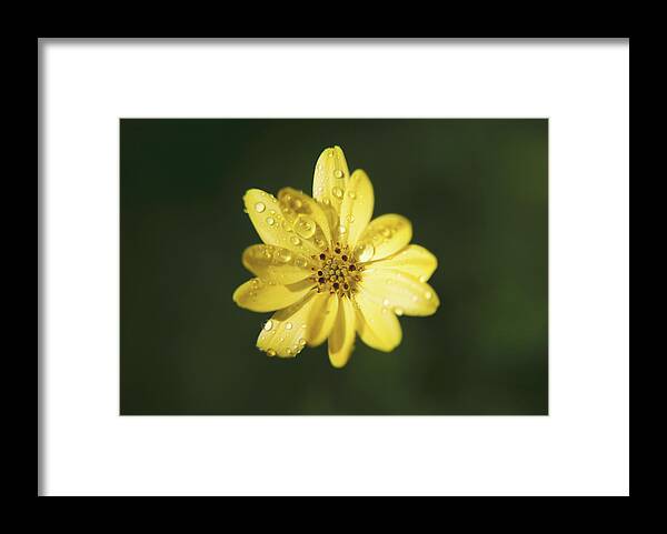 Flowers Framed Print featuring the photograph Wishing You a Sunshiny Day by Laurie Search