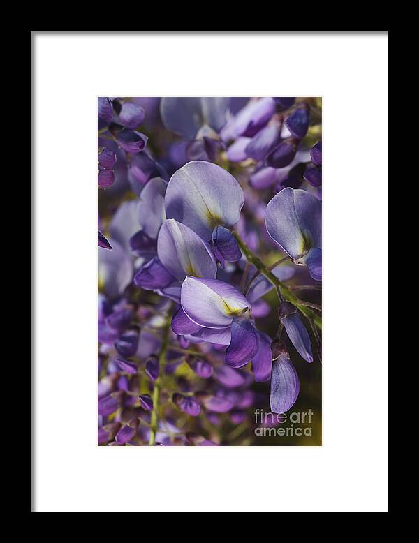 Acanthaceae Framed Print featuring the photograph Wisteria Grace by Joy Watson