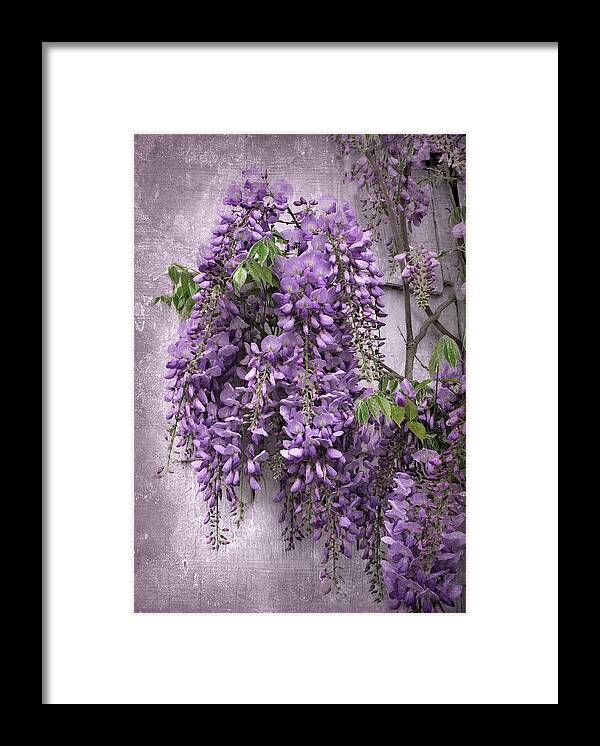Wisteria Framed Print featuring the photograph Wistful Wisteria by Jessica Jenney