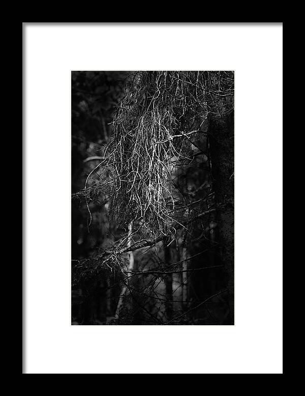 Nature Framed Print featuring the photograph Witches Broom by Sue Capuano