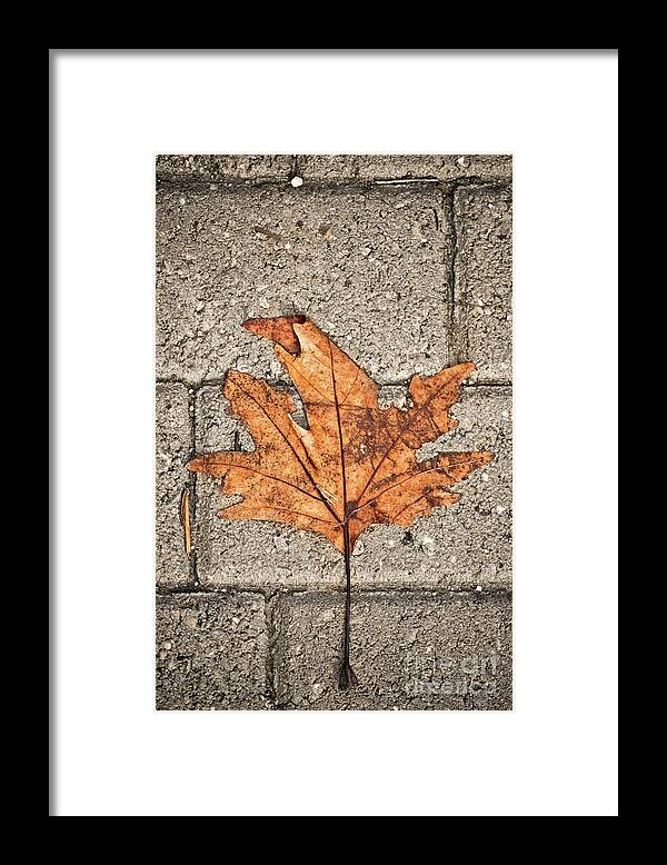 Leaf Framed Print featuring the photograph Withered leaf over concrete blocks by Mendelex Photography